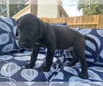 Small #2 Great Dane