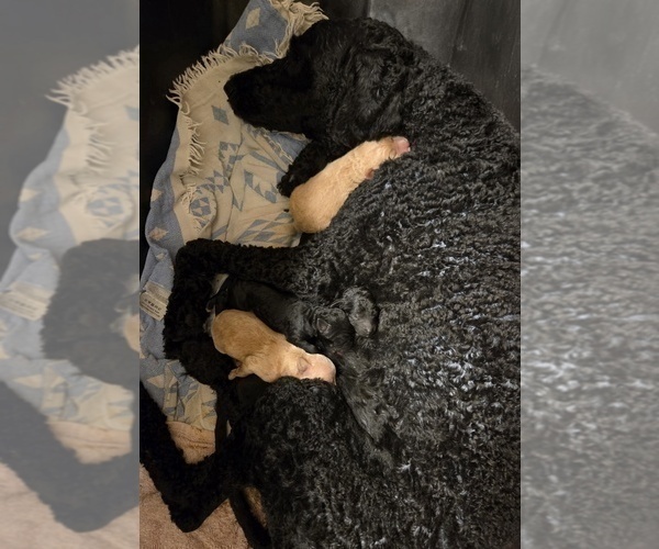 Medium Photo #6 Labradoodle Puppy For Sale in WEST DES MOINES, IA, USA