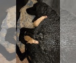 Small #5 Labradoodle