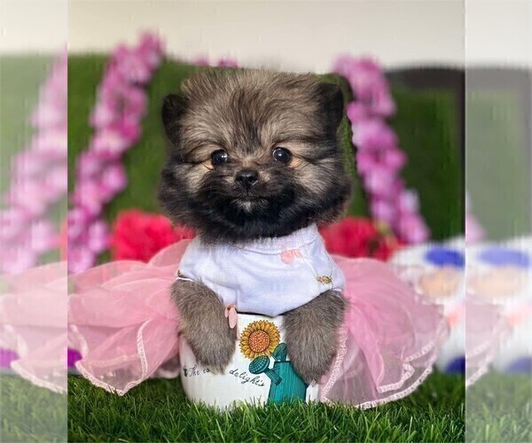 Medium Photo #4 Pomeranian Puppy For Sale in FORT LAUDERDALE, FL, USA