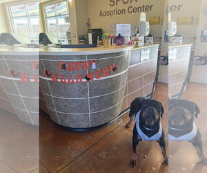 Millie - Female Rottweiler Dog for Adoption - Photo #3