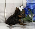 Small #7 Yorkshire Terrier