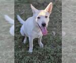 Small Gerberian Shepsky