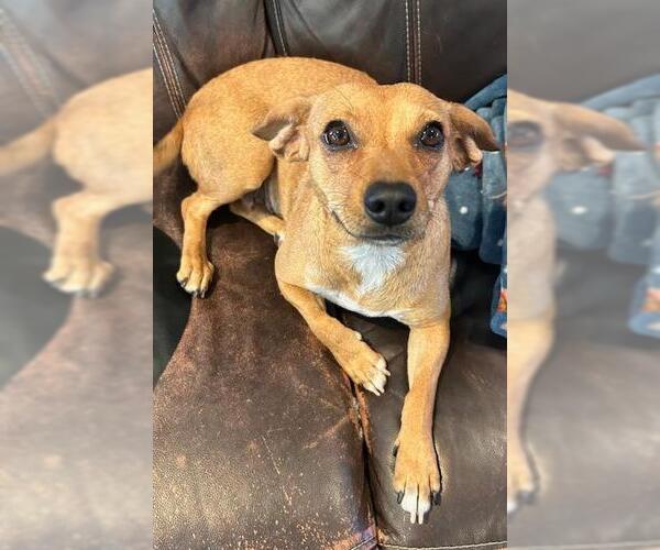 Medium Photo #1 Chiweenie Puppy For Sale in Los Angeles, CA, USA