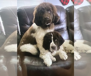 Newfoundland Puppy for sale in SCOTTS, MI, USA