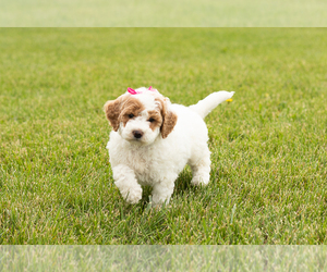 Goldendoodle (Miniature) Puppy for sale in SHIPSHEWANA, IN, USA