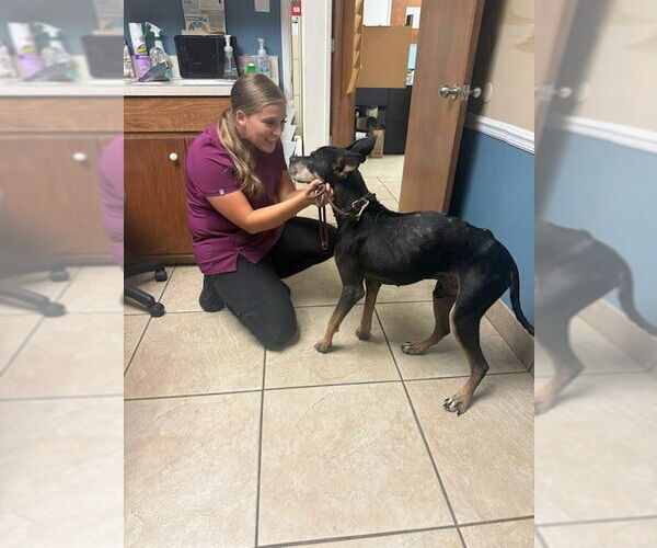 Medium Photo #4 Doberman Pinscher-Unknown Mix Puppy For Sale in Lake Forest, CA, USA