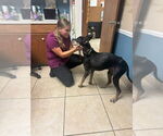 Small #3 Doberman Pinscher Mix