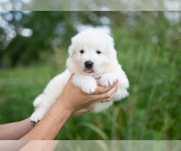 Medium Photo #19 Great Pyrenees Puppy For Sale in CONWAY, MO, USA