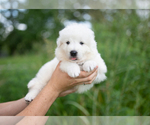 Small Photo #19 Great Pyrenees Puppy For Sale in CONWAY, MO, USA