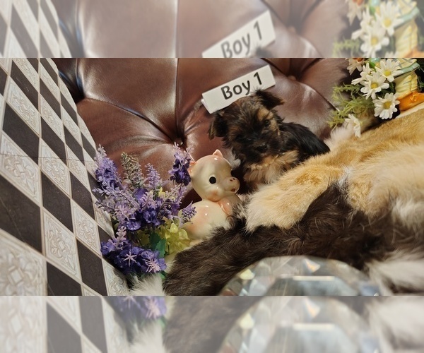 Medium Photo #4 Yorkshire Terrier Puppy For Sale in SAN ANTONIO, TX, USA