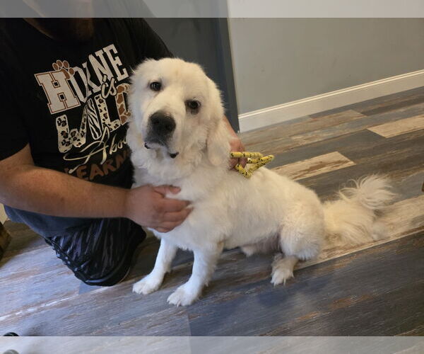 Medium Photo #30 Great Pyrenees-Unknown Mix Puppy For Sale in Houston, TX, USA