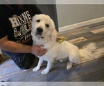 Small #29 Great Pyrenees Mix