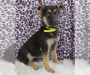 German Shepherd Dog Puppy for sale in WARREN, MA, USA