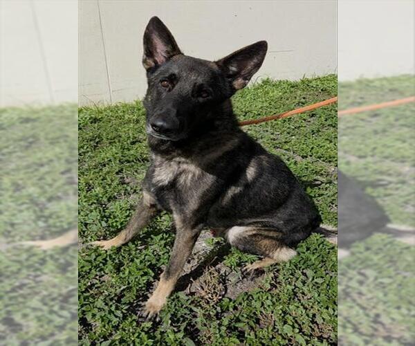 Medium Photo #2 German Shepherd Dog Puppy For Sale in Fort Lauderdale, FL, USA