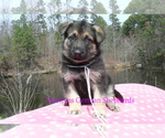 Small #2 German Shepherd Dog