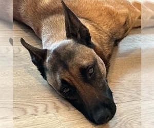 Belgian Malinois Dog for Adoption in DALLAS, Texas USA