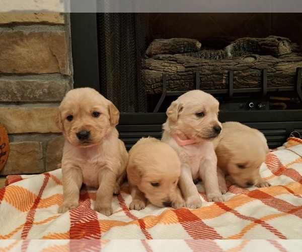 Medium Photo #1 Golden Retriever Puppy For Sale in BROKEN BOW, OK, USA