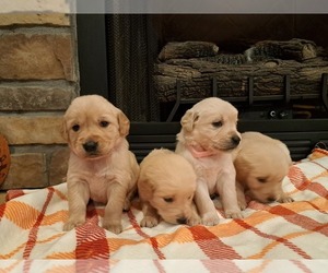 Golden Retriever Litter for sale in BROKEN BOW, OK, USA