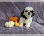 Puppy Suki Shih Tzu