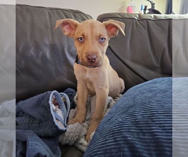 Medium Photo #6 Siberian Husky-Unknown Mix Puppy For Sale in Fargo, ND, USA