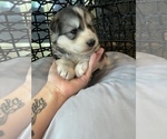 Small Photo #52 Siberian Husky Puppy For Sale in KANSAS CITY, MO, USA