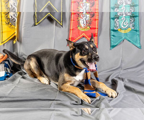 Medium Photo #4 German Shepherd Dog-Unknown Mix Puppy For Sale in Rowlett, TX, USA