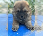 The Lioness - Female Chow Chow Puppy for Sale - Photo #2
