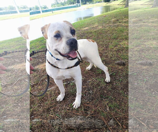 Medium Photo #5 Bulloxer Puppy For Sale in Myrtle Beach, SC, USA