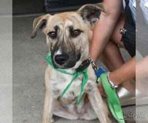 Peaches - Female Labrador Retriever-Unknown Mix Dog for Adoption - Photo #4