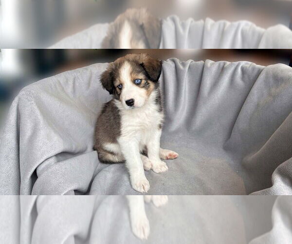 Medium Photo #6 Border Collie-Unknown Mix Puppy For Sale in New York, NY, USA