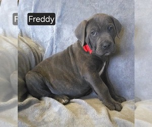 Cane Corso Puppy for sale in MINERAL WELLS, WV, USA