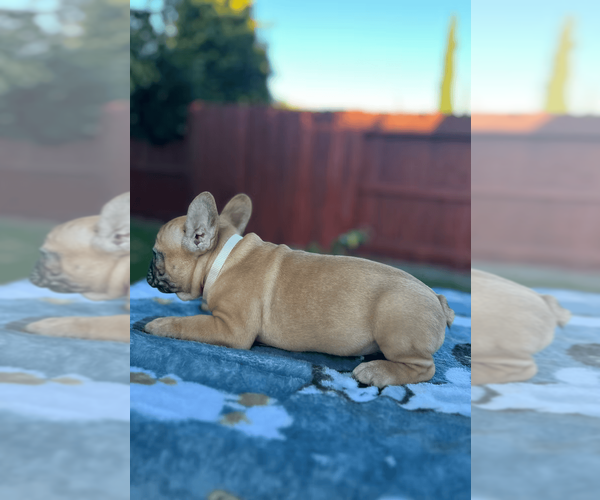 Medium Photo #2 French Bulldog Puppy For Sale in SACRAMENTO, CA, USA