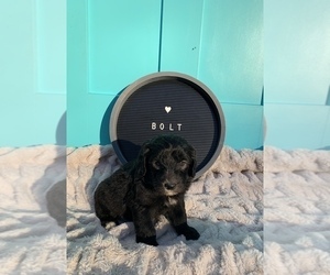 Sheepadoodle Puppy for sale in CENTURY, FL, USA