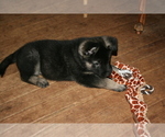 Small Photo #3 Akita-German Shepherd Dog Mix Puppy For Sale in MOODUS, CT, USA