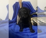 Small Photo #35 Goldendoodle Puppy For Sale in DYERSBURG, TN, USA