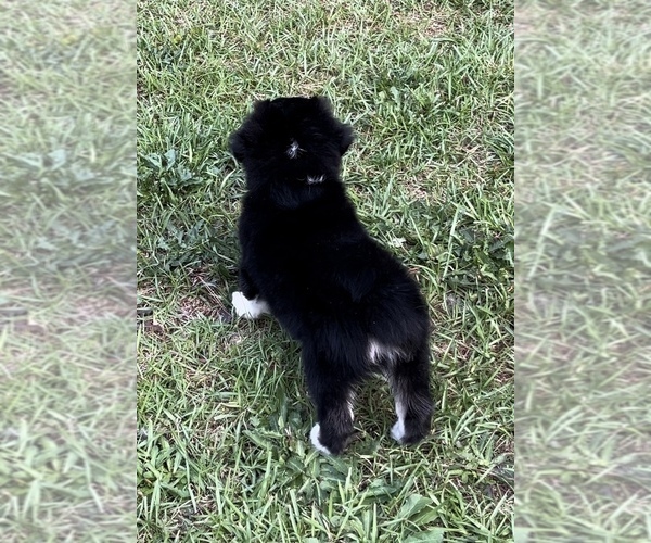 Medium Photo #21 Miniature Australian Shepherd Puppy For Sale in E LAURINBURG, NC, USA