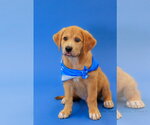 Small Labrador Retriever Mix