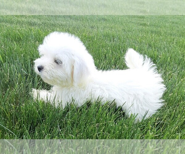 Medium Photo #5 Maltese Puppy For Sale in FREDERICKSBURG, OH, USA
