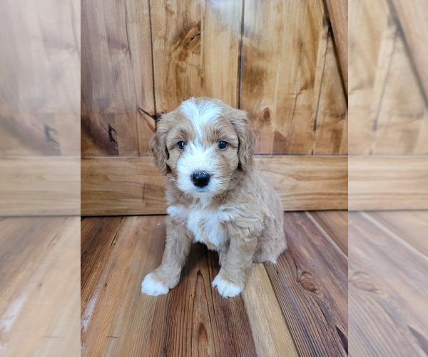 Medium Photo #3 Miniature Bernedoodle Puppy For Sale in LAKE CITY, FL, USA