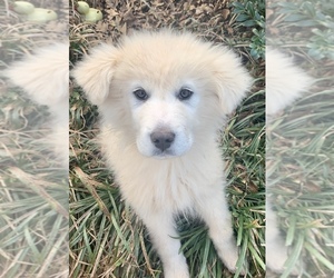 Great Pyrenees Puppy for sale in IRON STATION, NC, USA