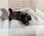Small Photo #29 Poodle (Miniature)-Zuchon Mix Puppy For Sale in HTFD, CT, USA