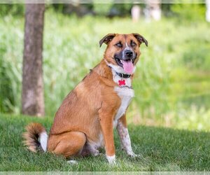 Mutt Dogs for adoption in Farmington, MN, USA