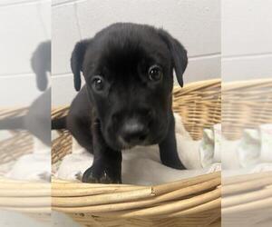 Australian Kelpie-Unknown Mix Dogs for adoption in Rosenberg, TX, USA