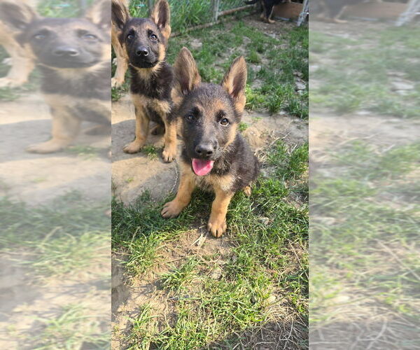 Medium Photo #2 German Shepherd Dog Puppy For Sale in MONROE, WA, USA