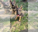 Small #1 German Shepherd Dog