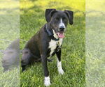 Small #7 Border Collie Mix