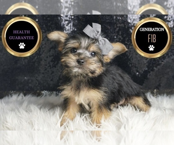 Medium Photo #67 Morkie Puppy For Sale in WARSAW, IN, USA