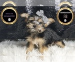 Small Photo #67 Morkie Puppy For Sale in WARSAW, IN, USA