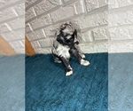 Small Photo #6 Aussiedoodle Puppy For Sale in INDIANAPOLIS, IN, USA